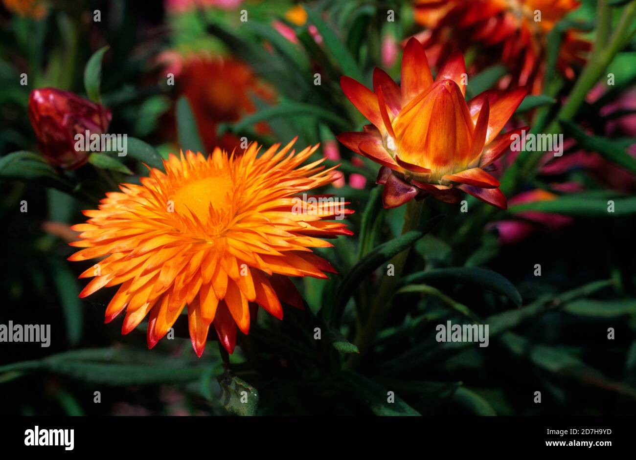 Alpine everlasting (Bracteantha subundulatum) flowers Stock Photo - Alamy