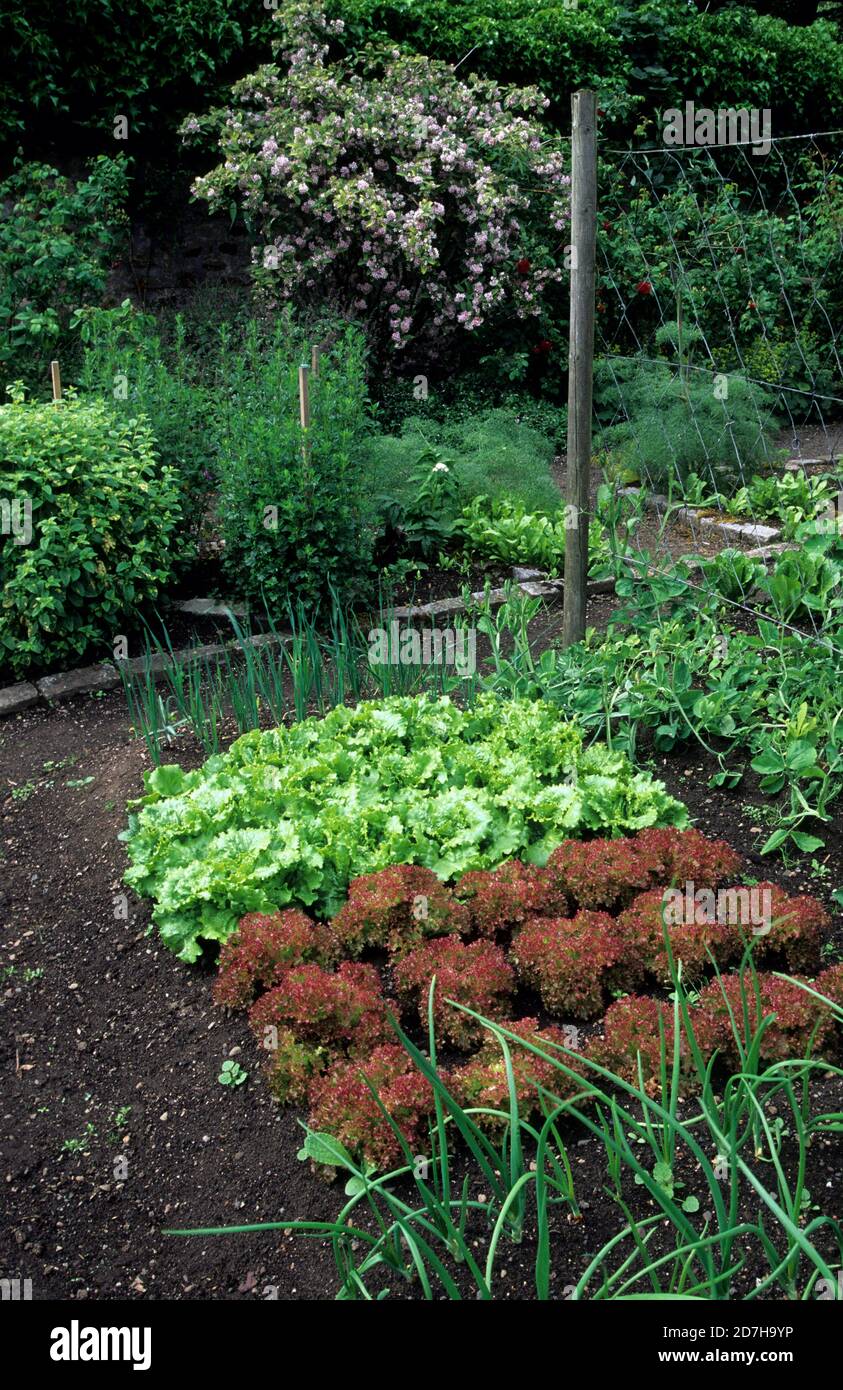 Flower garden with salad (Lactuca sativa) 'Lollo Rossa', Onion (Allium cepa) and aromatic herbs. Stock Photo
