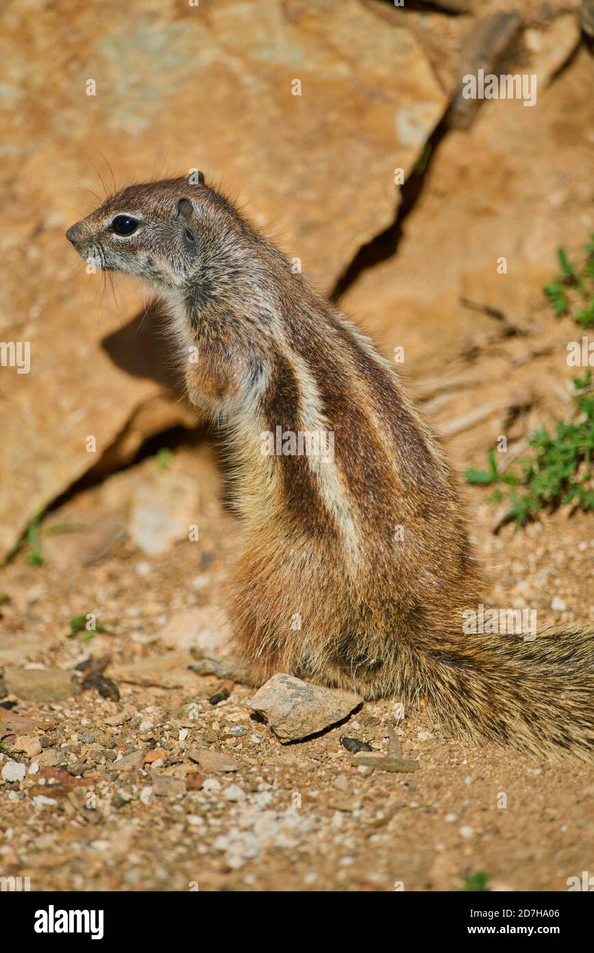 barbary ground squirrel, North African ground squirrel (Atlantoxerus getulus), sitting erect on the hind legs, side view, Canary Islands, Stock Photo