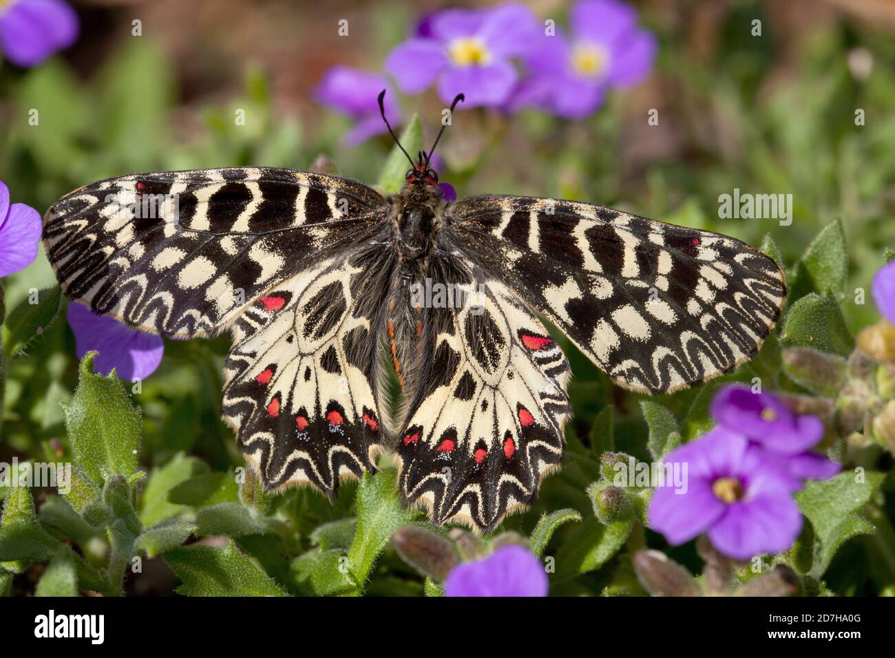 Festoon of flowers hires stock photography and images Alamy