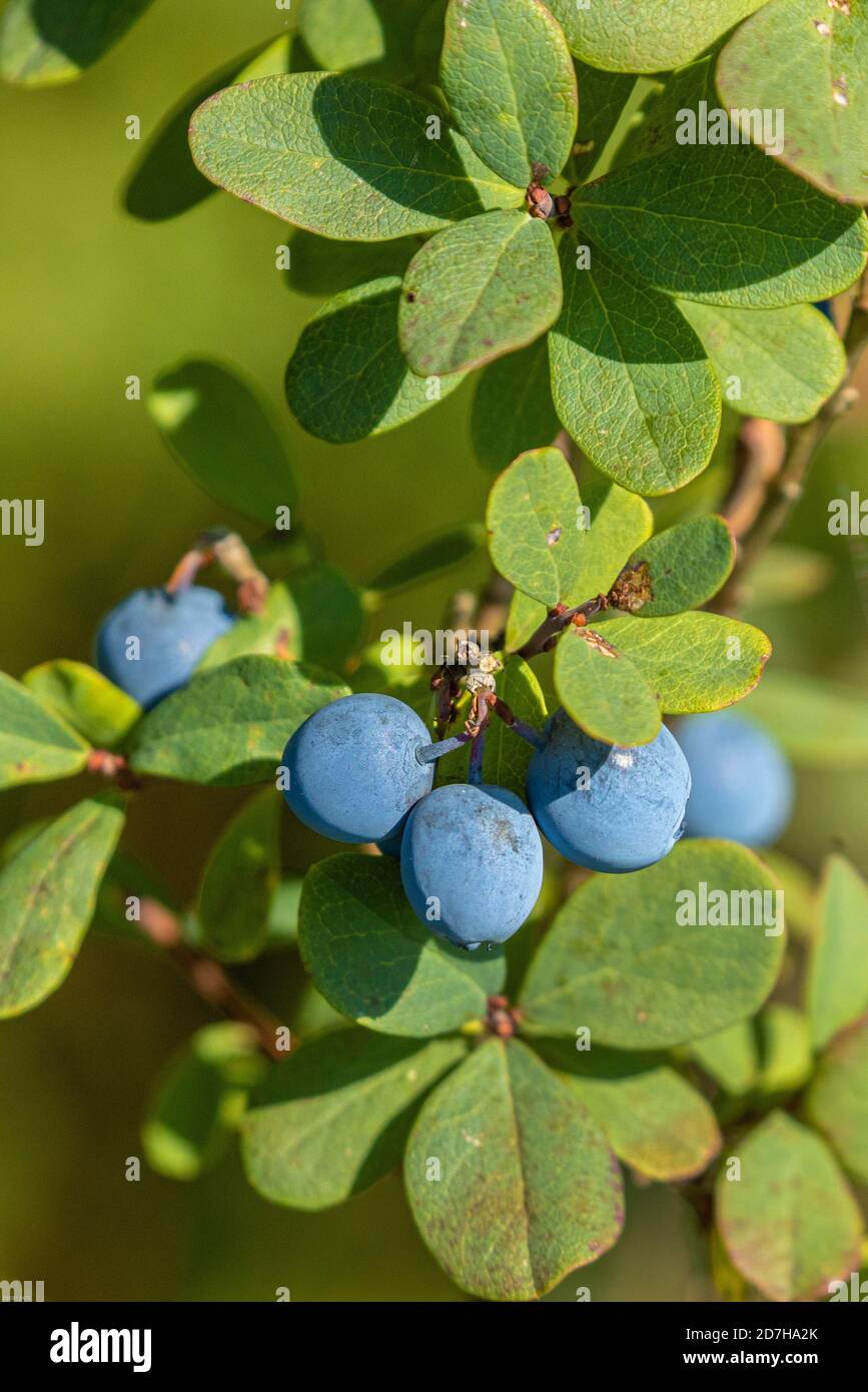 Alpine blueberry, bog blueberry, bog bilberry, northern bilberry, bog whortleberry (Vaccinium uliginosum), twig with ripe fruits, Germany, Bavaria Stock Photo