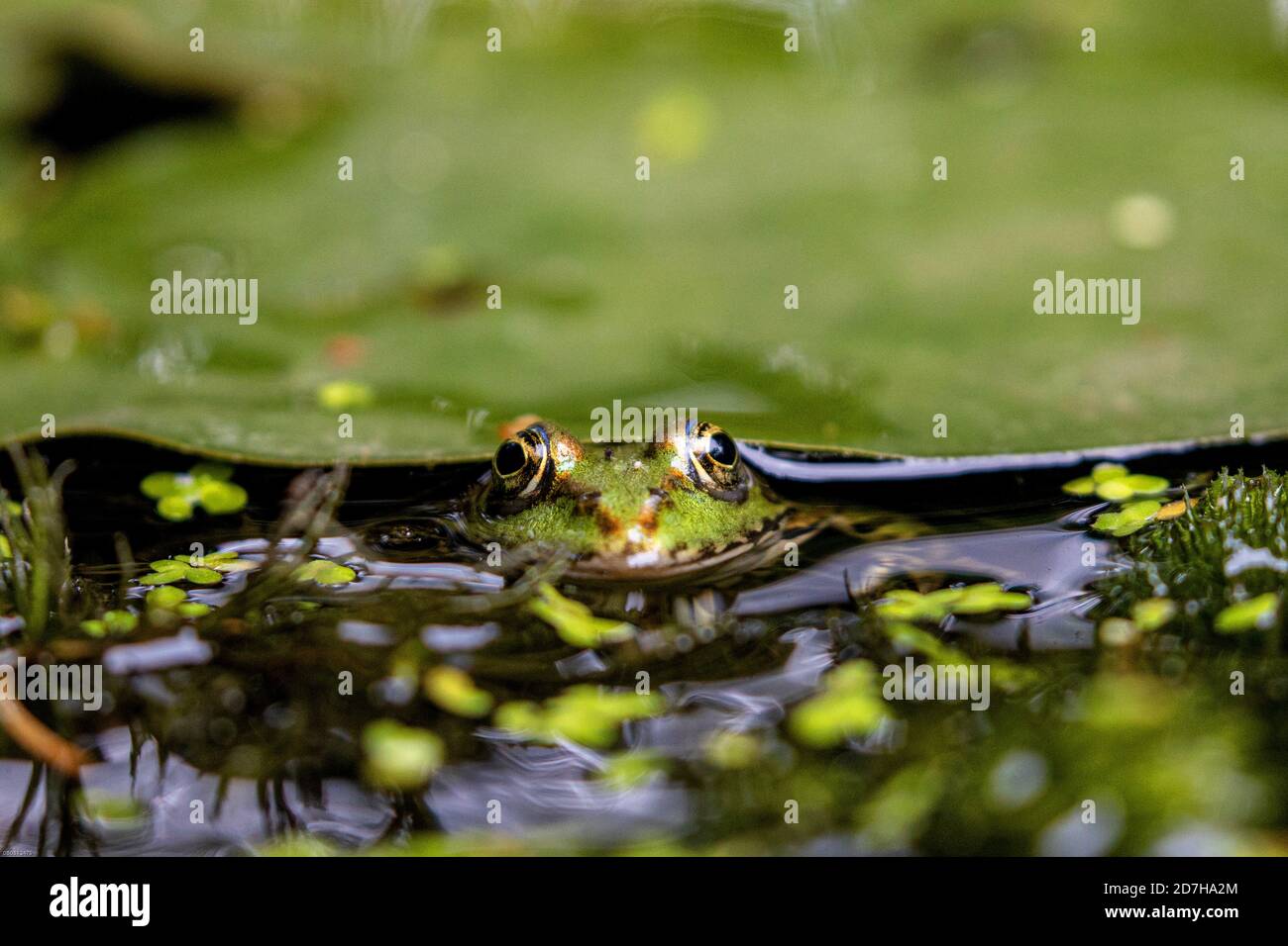marsh frog, lake frog (Rana ridibunda, Pelophylax ridibundus), peering unter a floating water lily leaf, Germany, Bavaria Stock Photo
