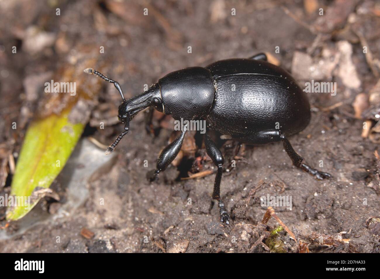 Weevil (Liparus dirus), on the ground, Germany Stock Photo