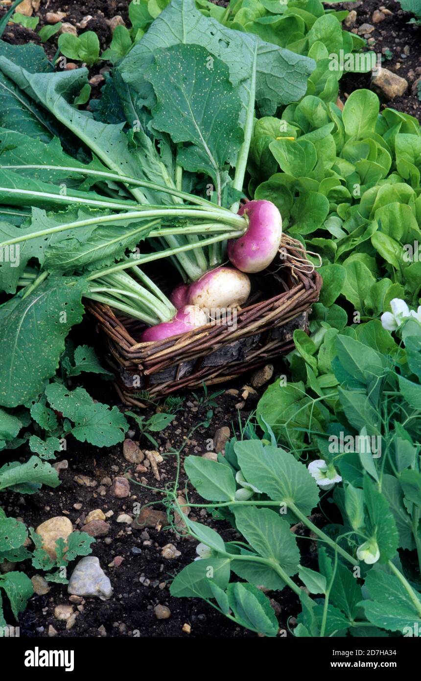 Whole leaf early red turnip (Brassica rapa subsp. Rapa), Vegetable