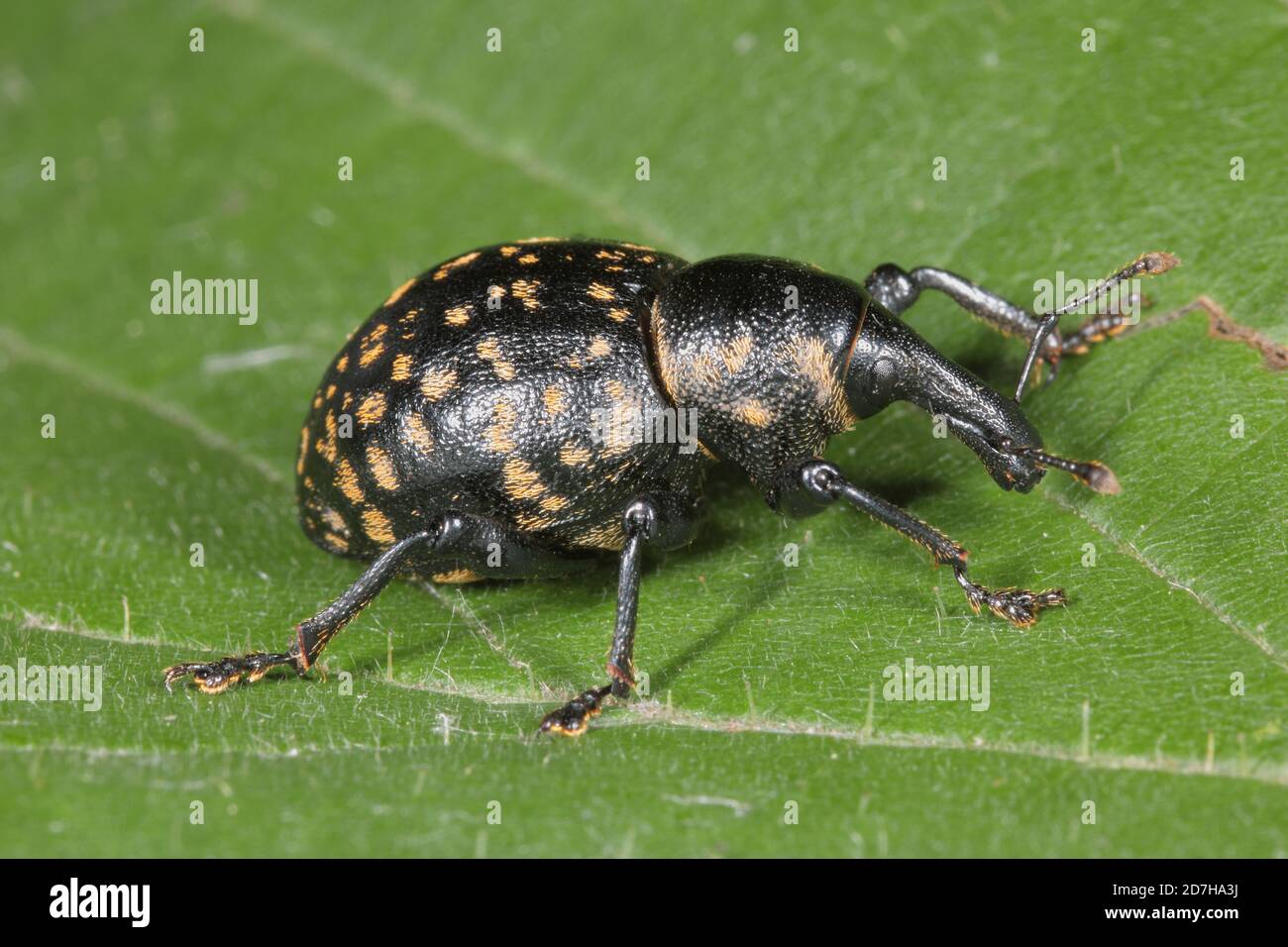 snoot weevil (Liparus glabrirostris), sits on a leaf, Germany Stock Photo