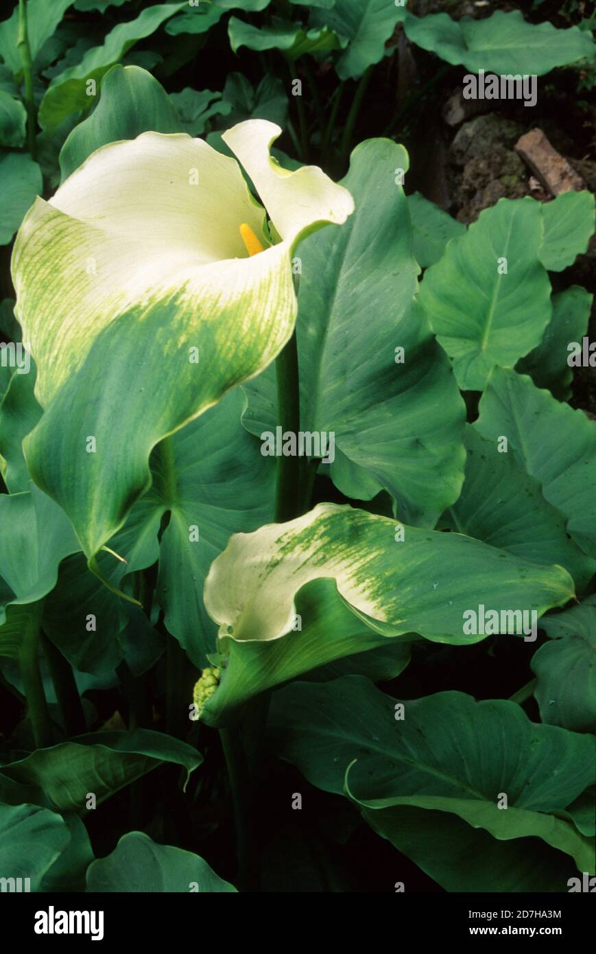 Arum lily (Zantedeschia aethiopica) 'Green Goddess' in bloom in spring Stock Photo