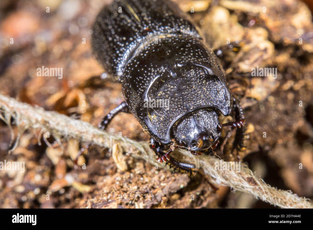 rhinoceros beetle, small European rhinoceros beetle (Sinodendron cylindricum), female, Germany Stock Photo