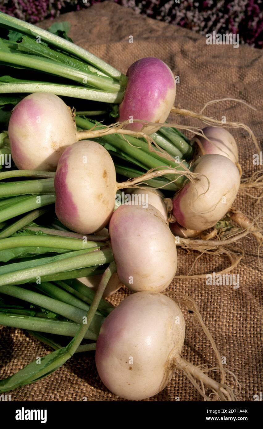 Early flat red turnip (Brassica rapa L. subsp. Rapa), Vegetable Stock