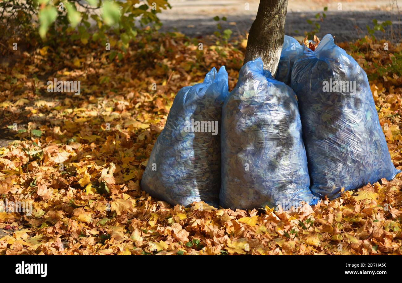 Several trash bags with fallen leaves in the garden Stock Photo