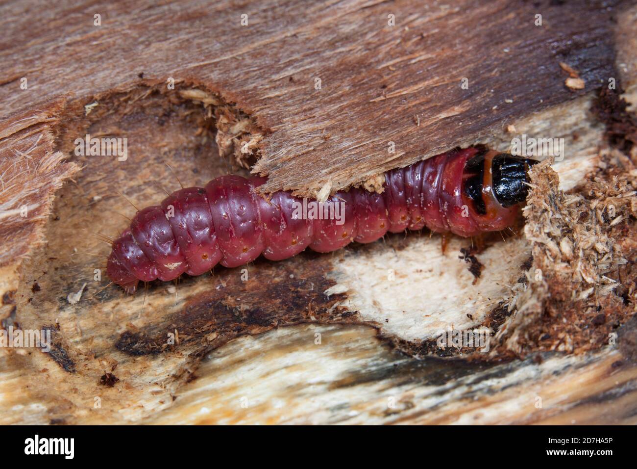 Goat Moth (Cossus cossus), caterpillar eating wood, side view , Germany