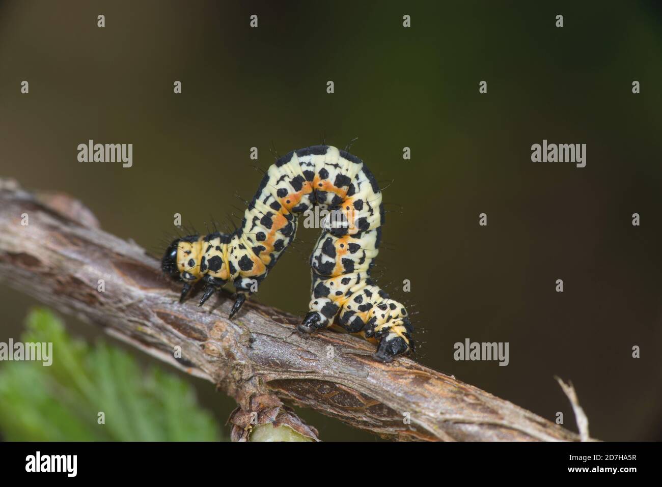 Magpie moth, Currant moth (Abraxas grossulariata), caterpillar on a branch, side view, Germany Stock Photo