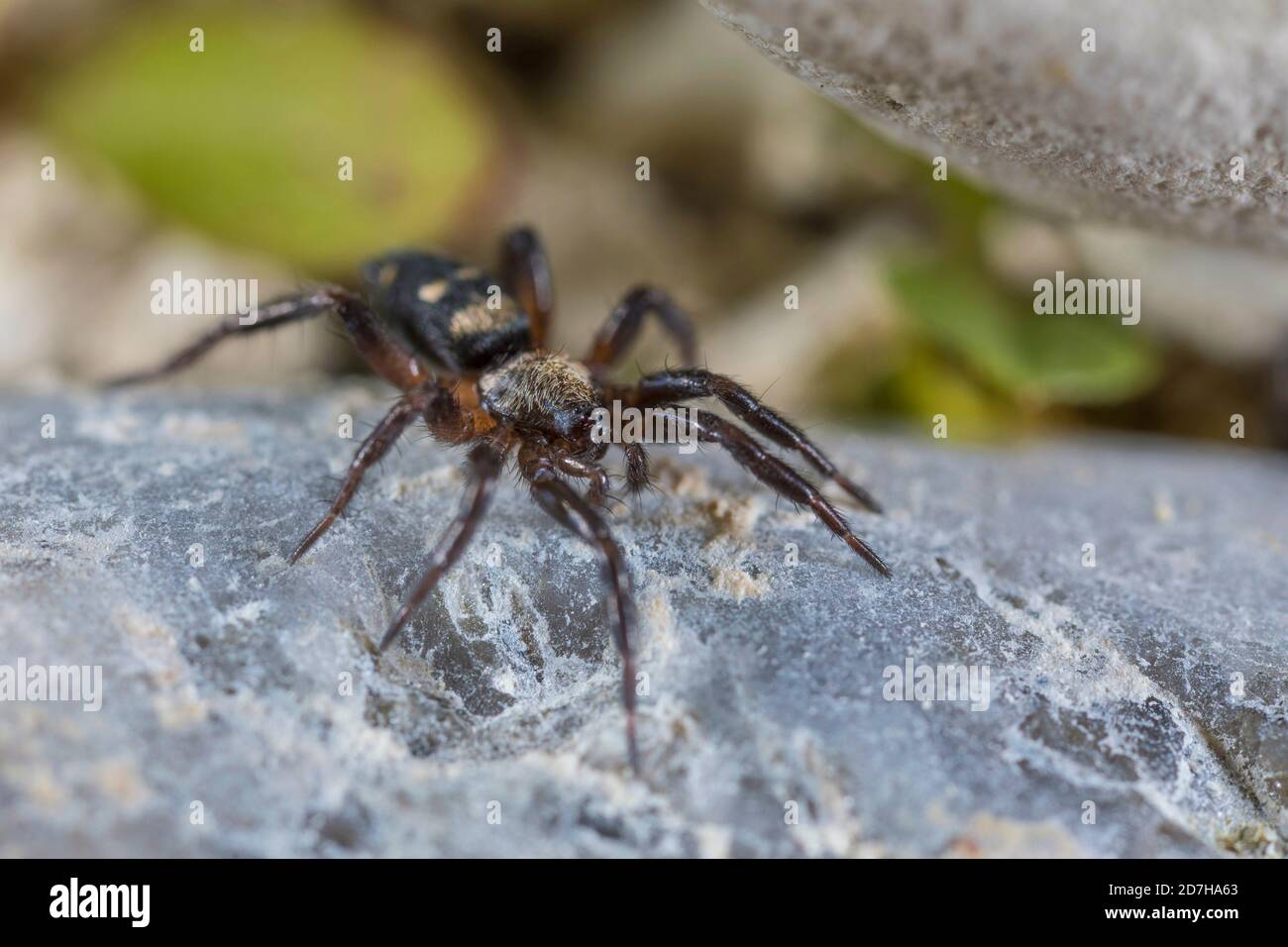 Ground spider (Callilepis nocturna), sits on a stone, Germany Stock Photo