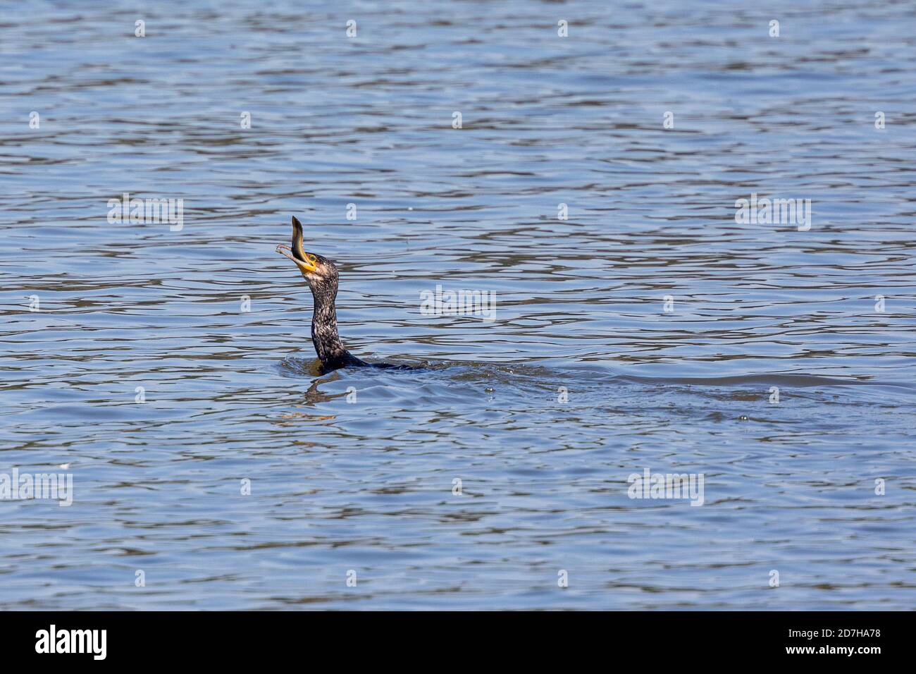 great cormorant (Phalacrocorax carbo), guzzling a catched eel, side view, Germany, Bavaria Stock Photo