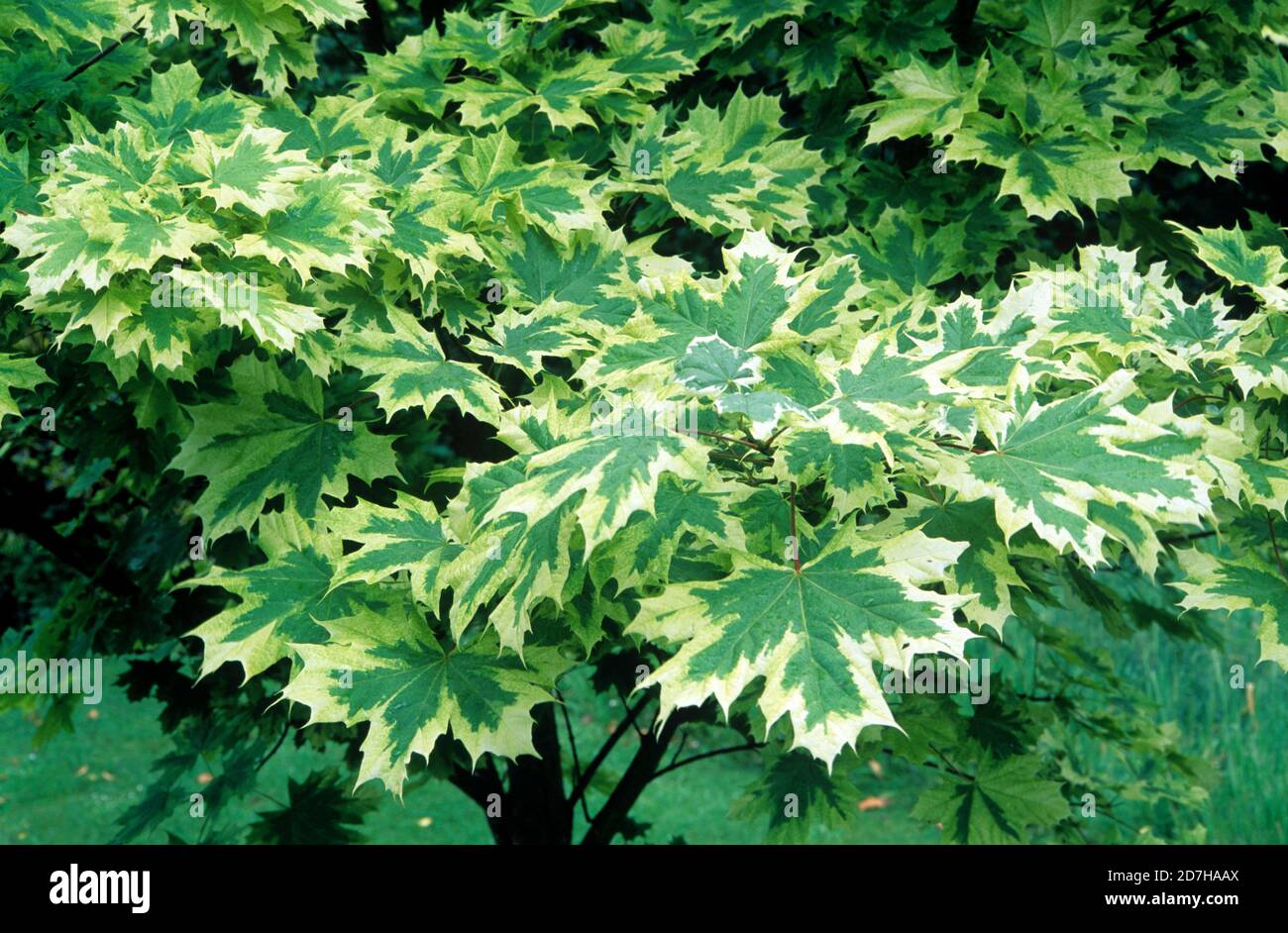 Norway maple (Acer platanoides) 'Drummondii' Stock Photo Alamy