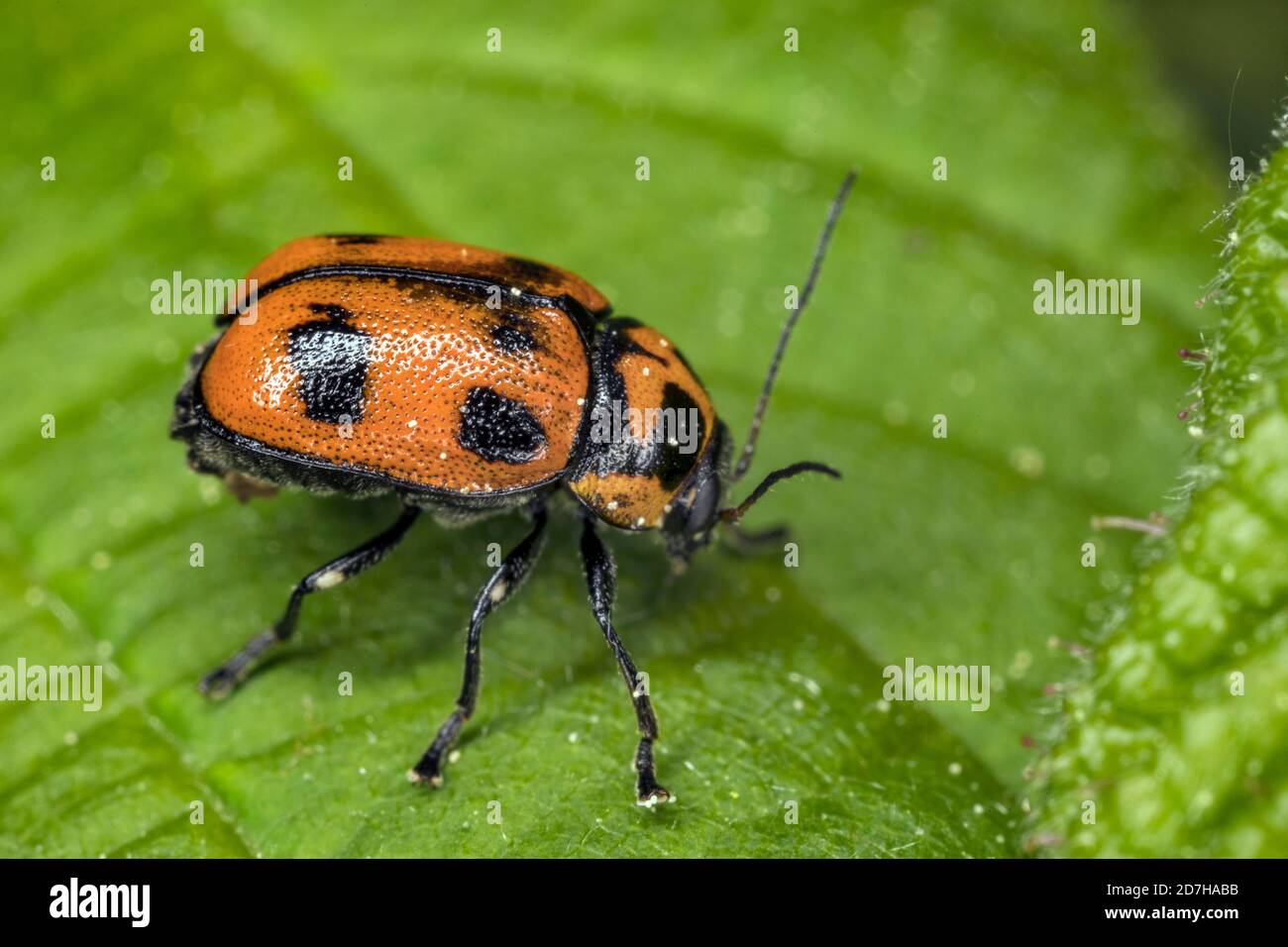 Leaf beetle (Cryptocephalus sexpunctatus), sits on a leaf, Germany Stock Photo