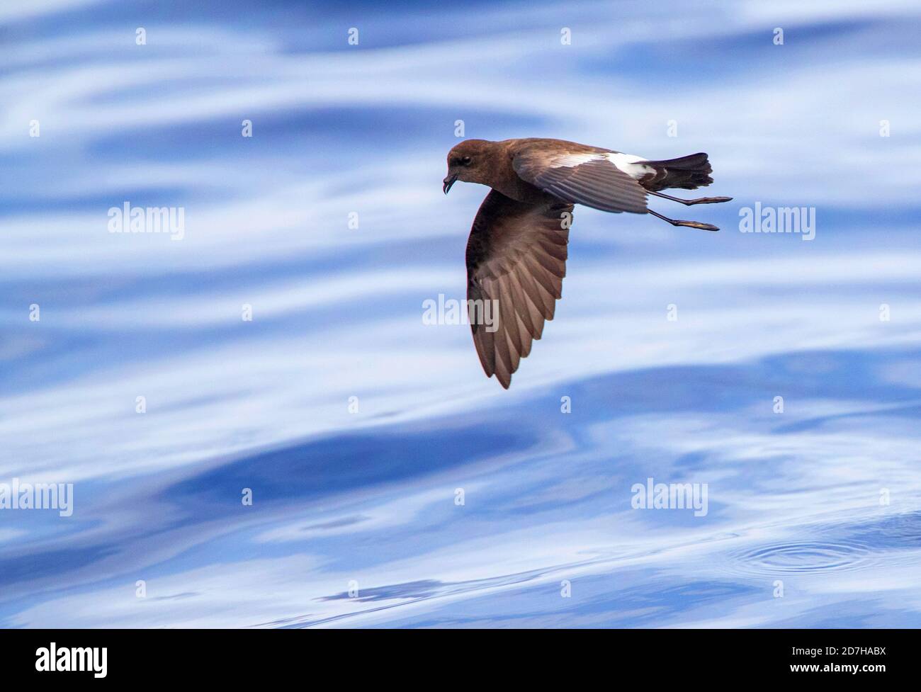 wilson's storm petrel (Oceanites oceanicus), in flight over the Atlantic Sea, side view, Madeira Stock Photo