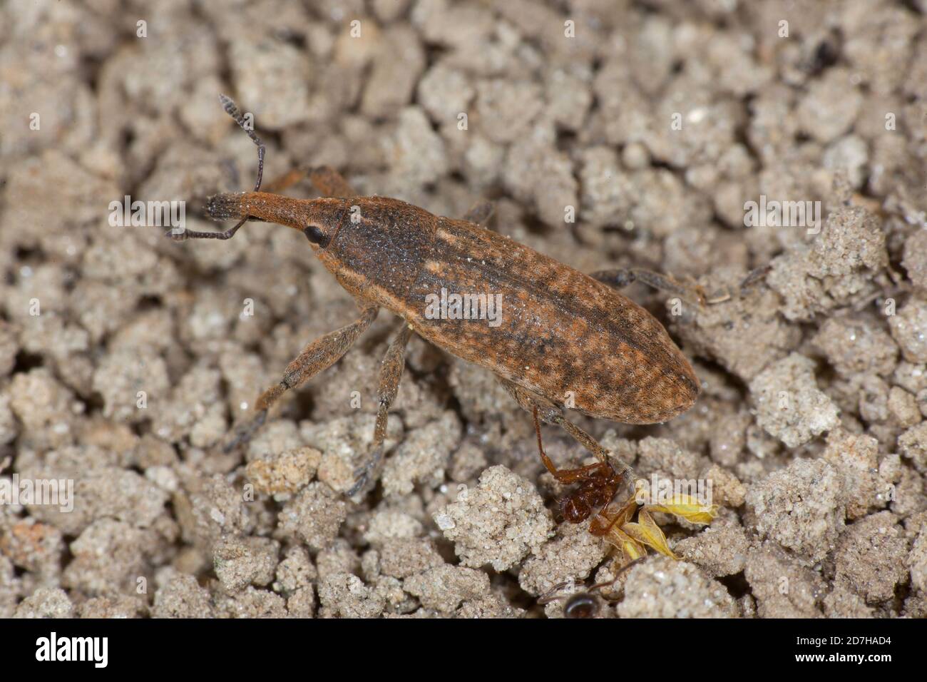 snout weevil (Lixus punctiventris), on the ground, Germany Stock Photo