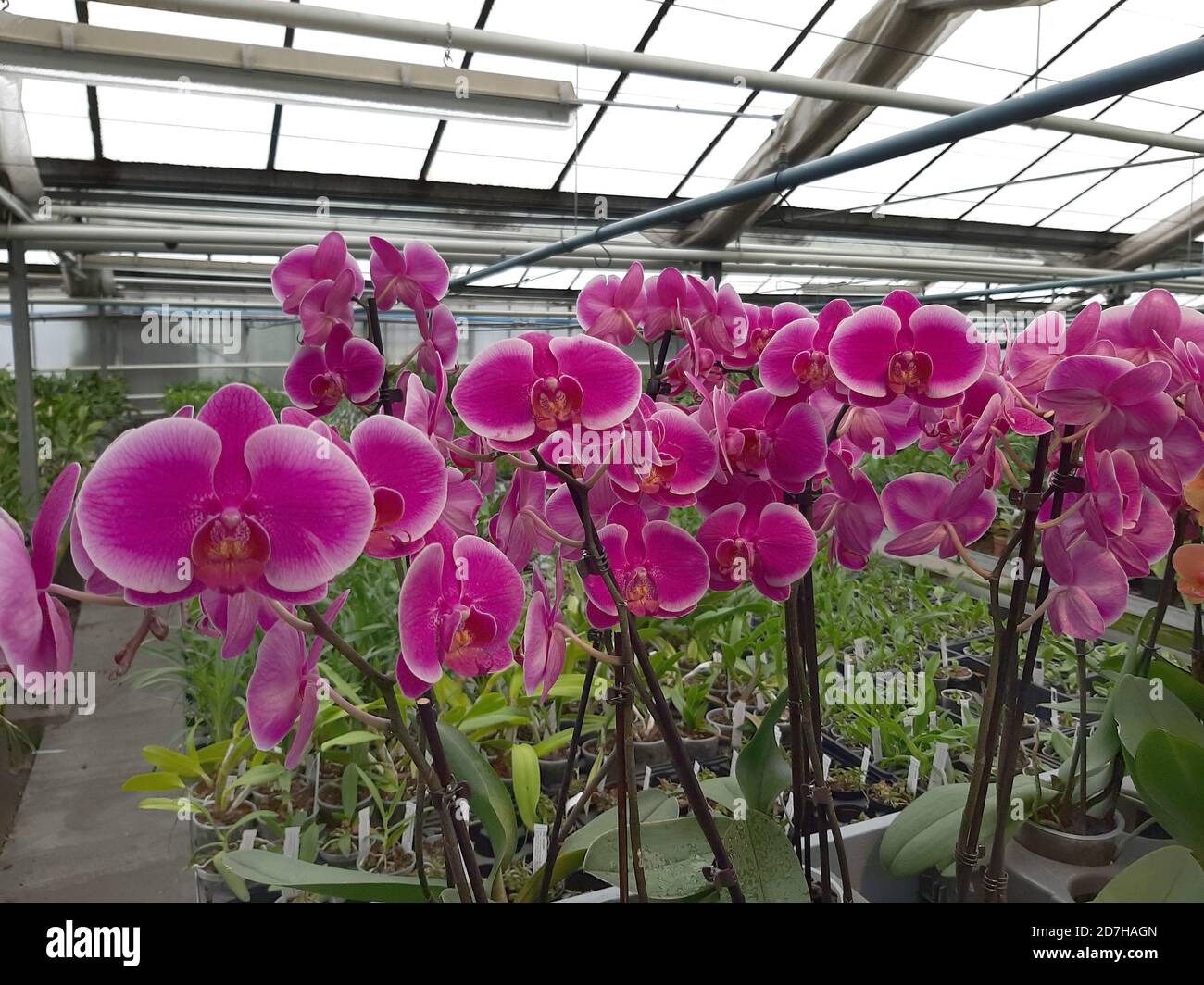 Moth orchid (Phalaenopsis-Hybride), propagation of orchids in a garden  nursery, Germany Stock Photo - Alamy