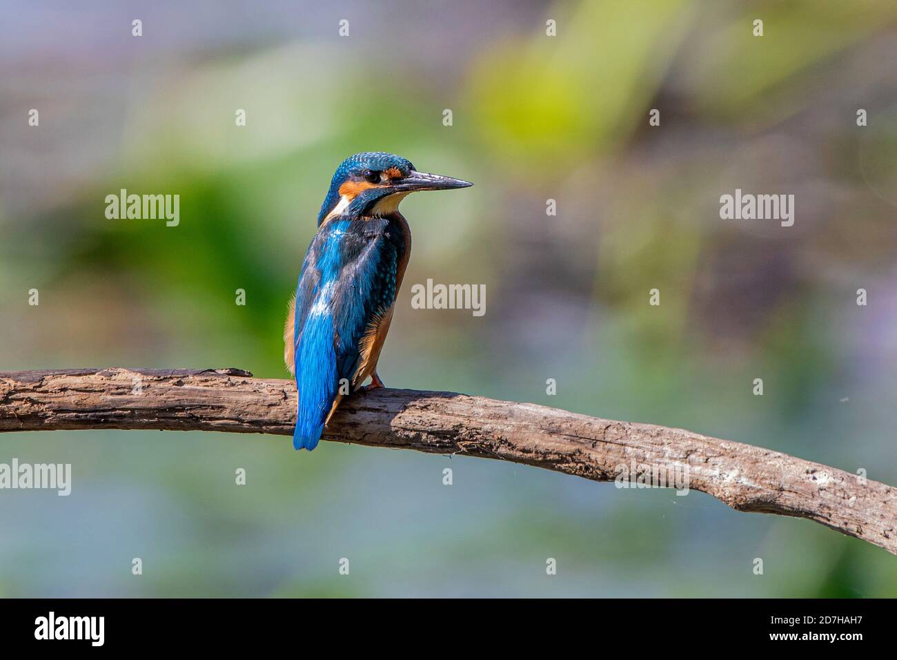river kingfisher (Alcedo atthis), on deadwood on shore, Germany, Bavaria Stock Photo