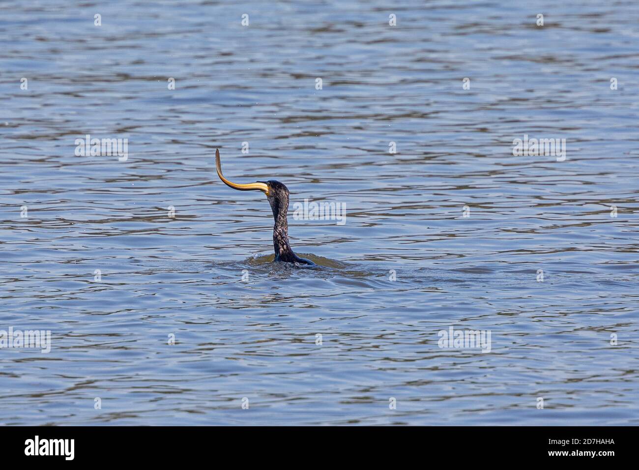 great cormorant (Phalacrocorax carbo), guzzling a catched eel, Germany, Bavaria Stock Photo