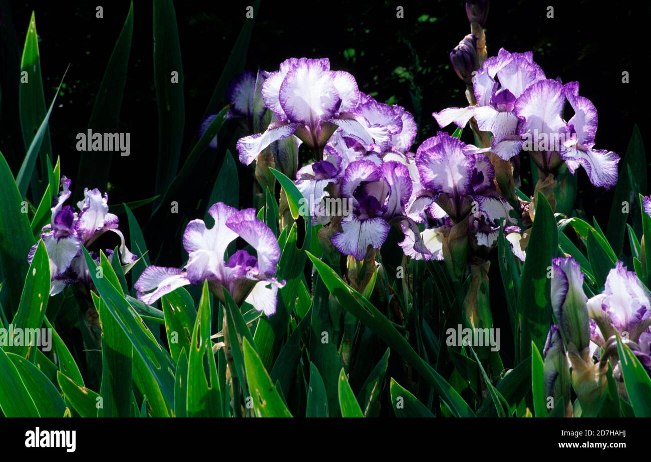 Intermediate Iris 'Bold Print', Bearded Iris, Flowers Stock Photo - Alamy