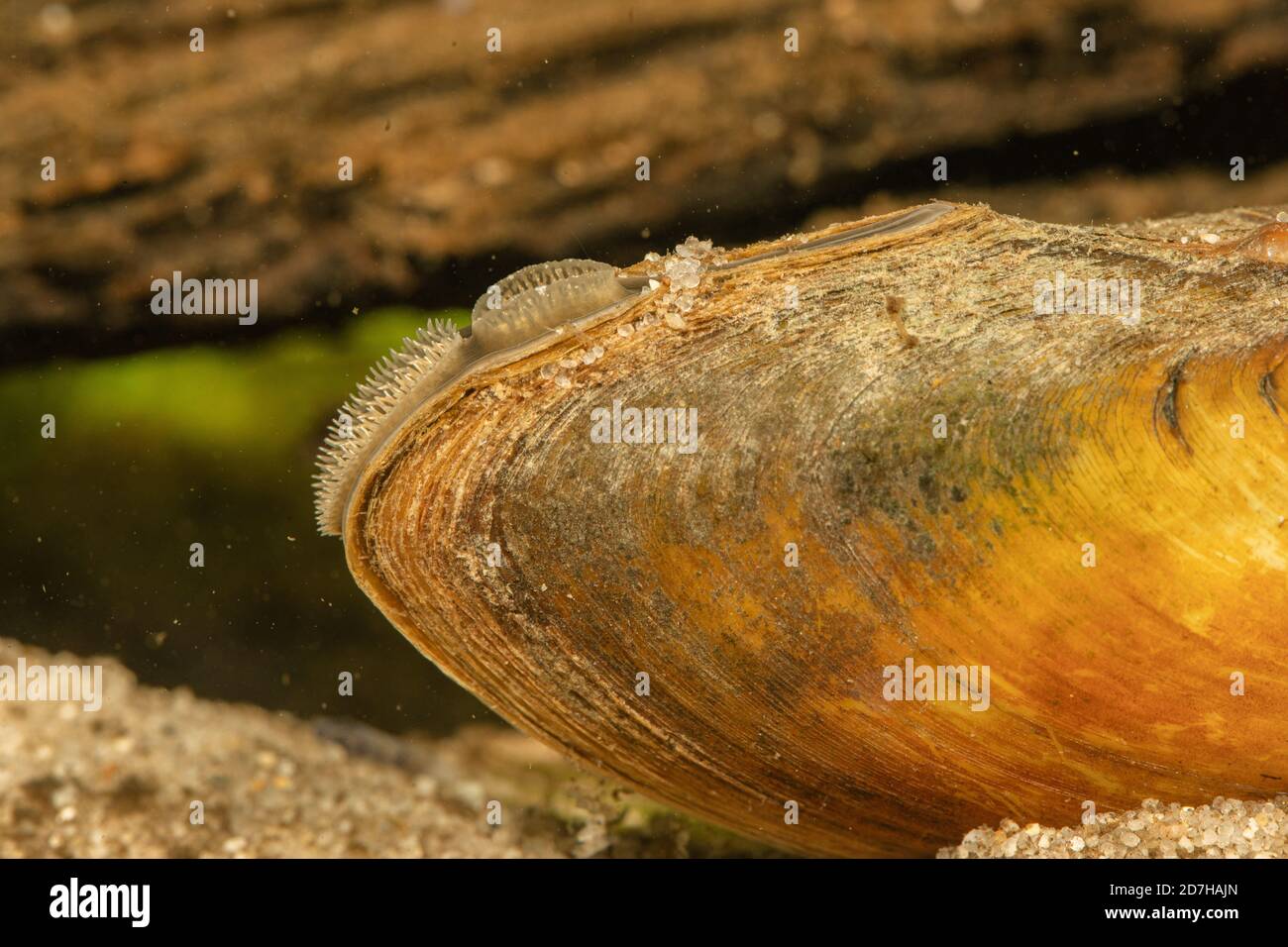 painter's mussel (Unio pictorum, Pollicepes pictorum), syphon visible, Germany Stock Photo