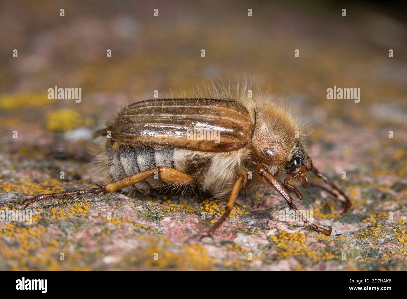 Summer chafer (Amphimallon solstitiale, Rhizotragus solstitialis), sits on a rock, Germany Stock Photo