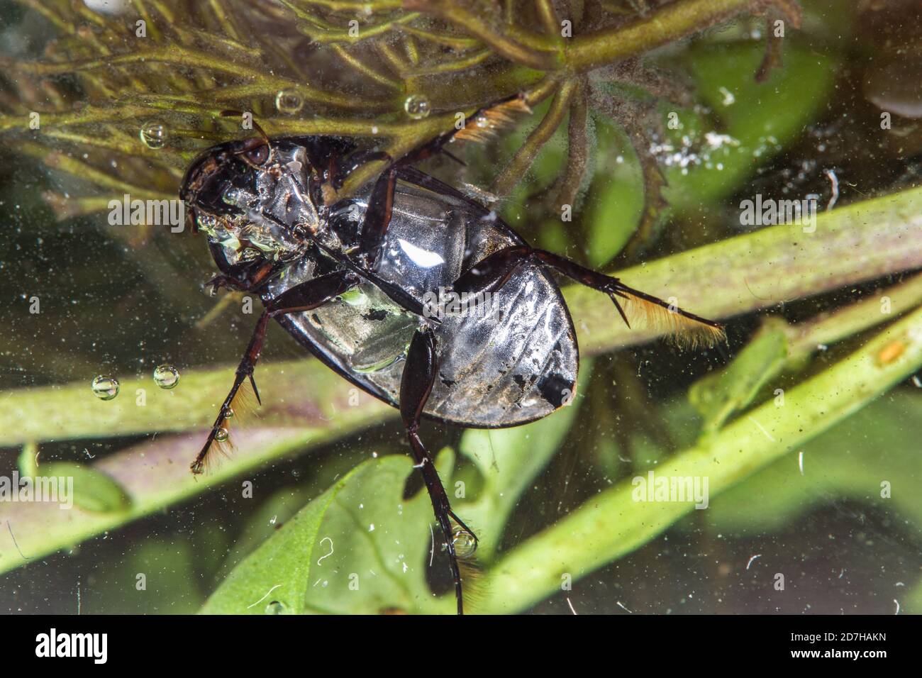 lesser black water beetle, lesser silver water beetle, lesser silver