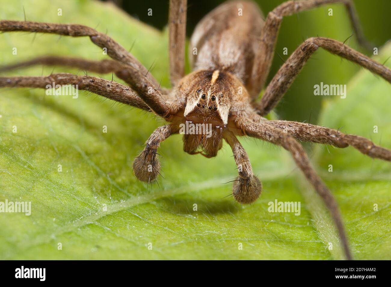 Nursery web spider, Fantastic fishing spider (Pisaura mirabilis), portrait, Germany Stock Photo