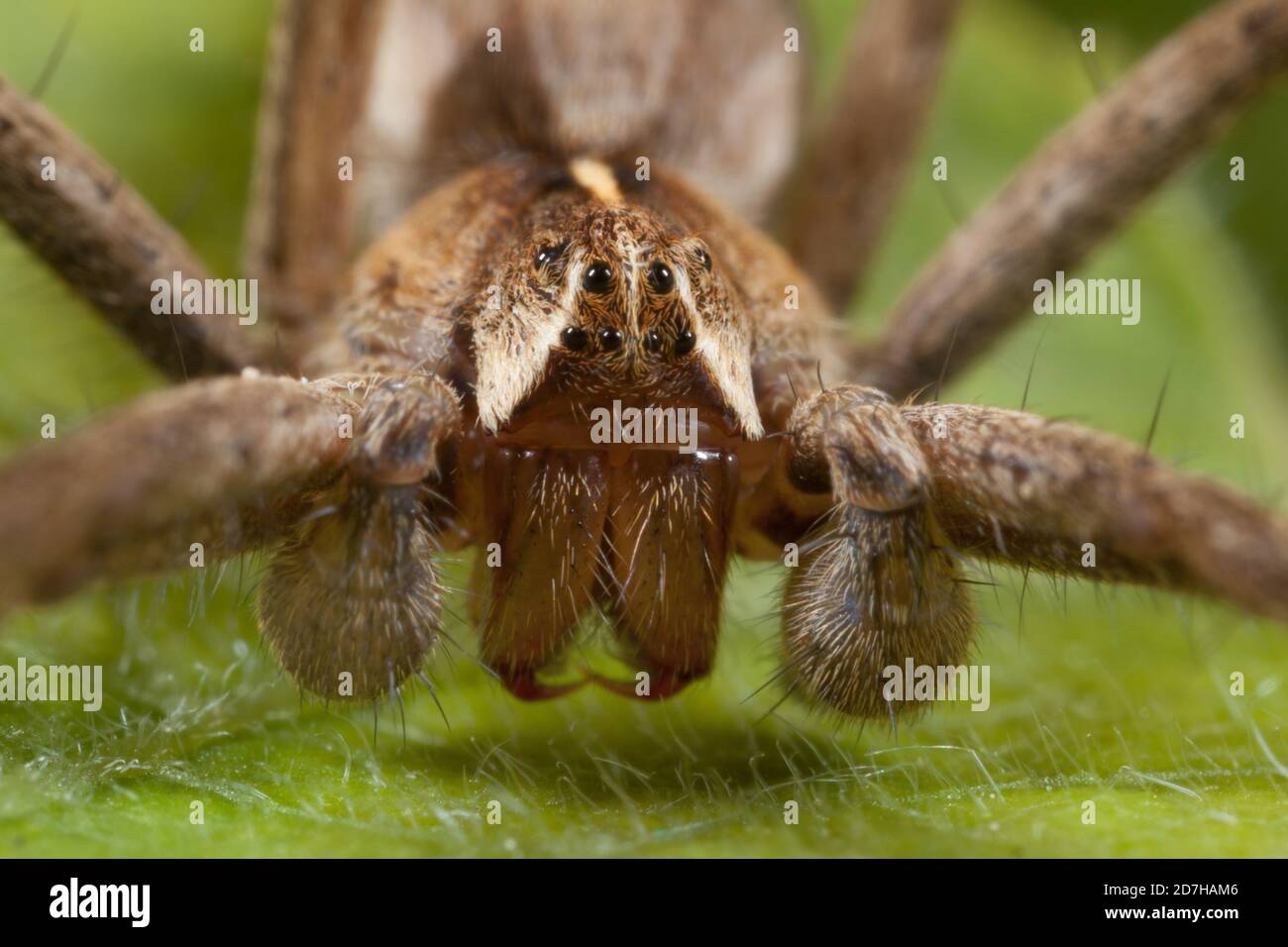 Nursery web spider, Fantastic fishing spider (Pisaura mirabilis), portrait, Germany Stock Photo