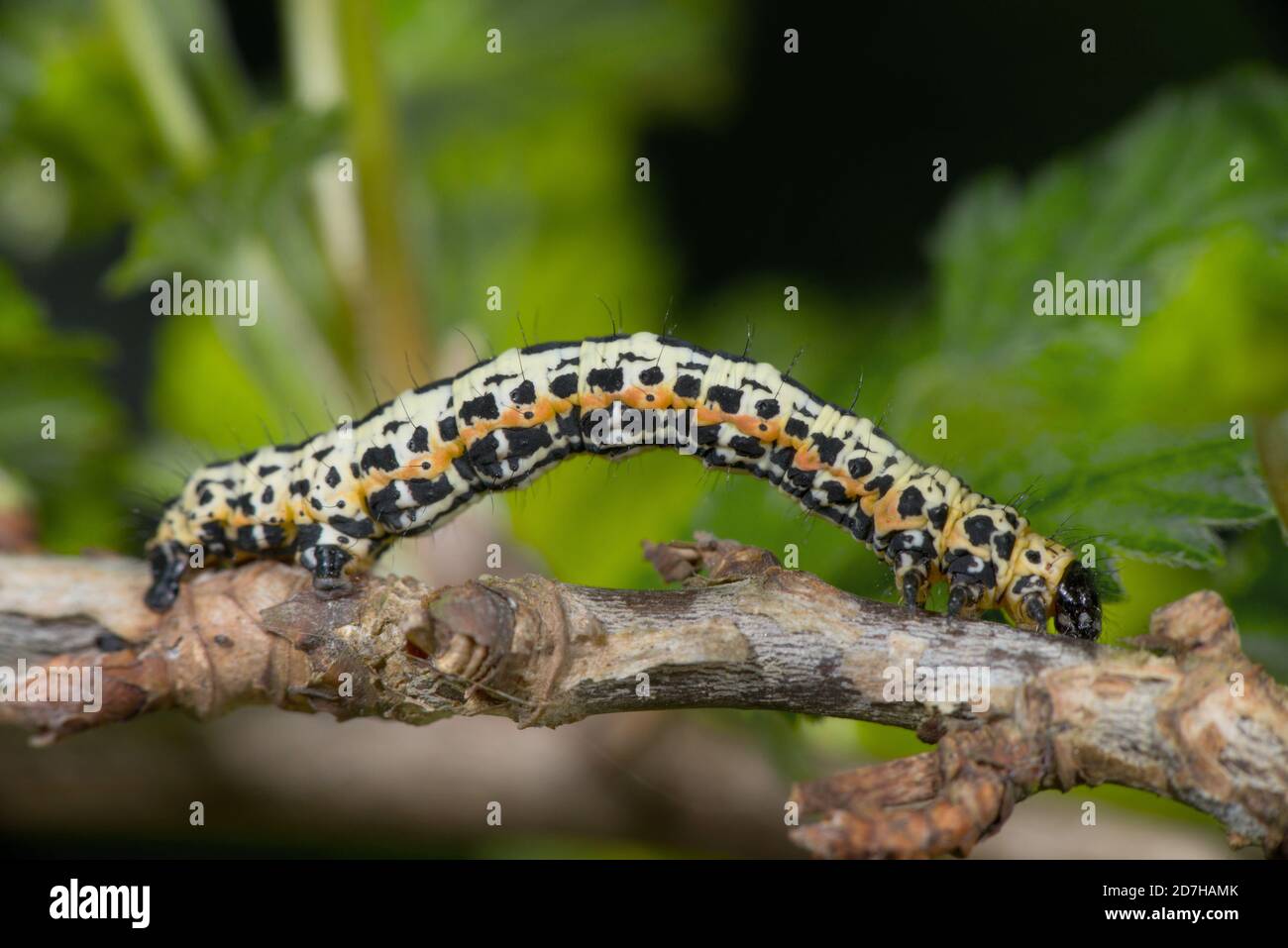 Magpie moth, Currant moth (Abraxas grossulariata), caterpillar on a twig, side view, Germany Stock Photo