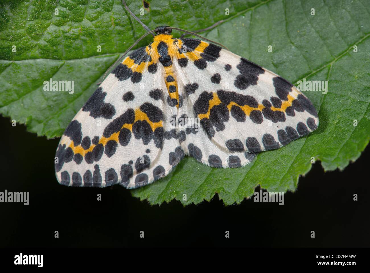 Magpie moth, Currant moth (Abraxas grossulariata), sitting on a leaf, dorsal view, Germany Stock Photo