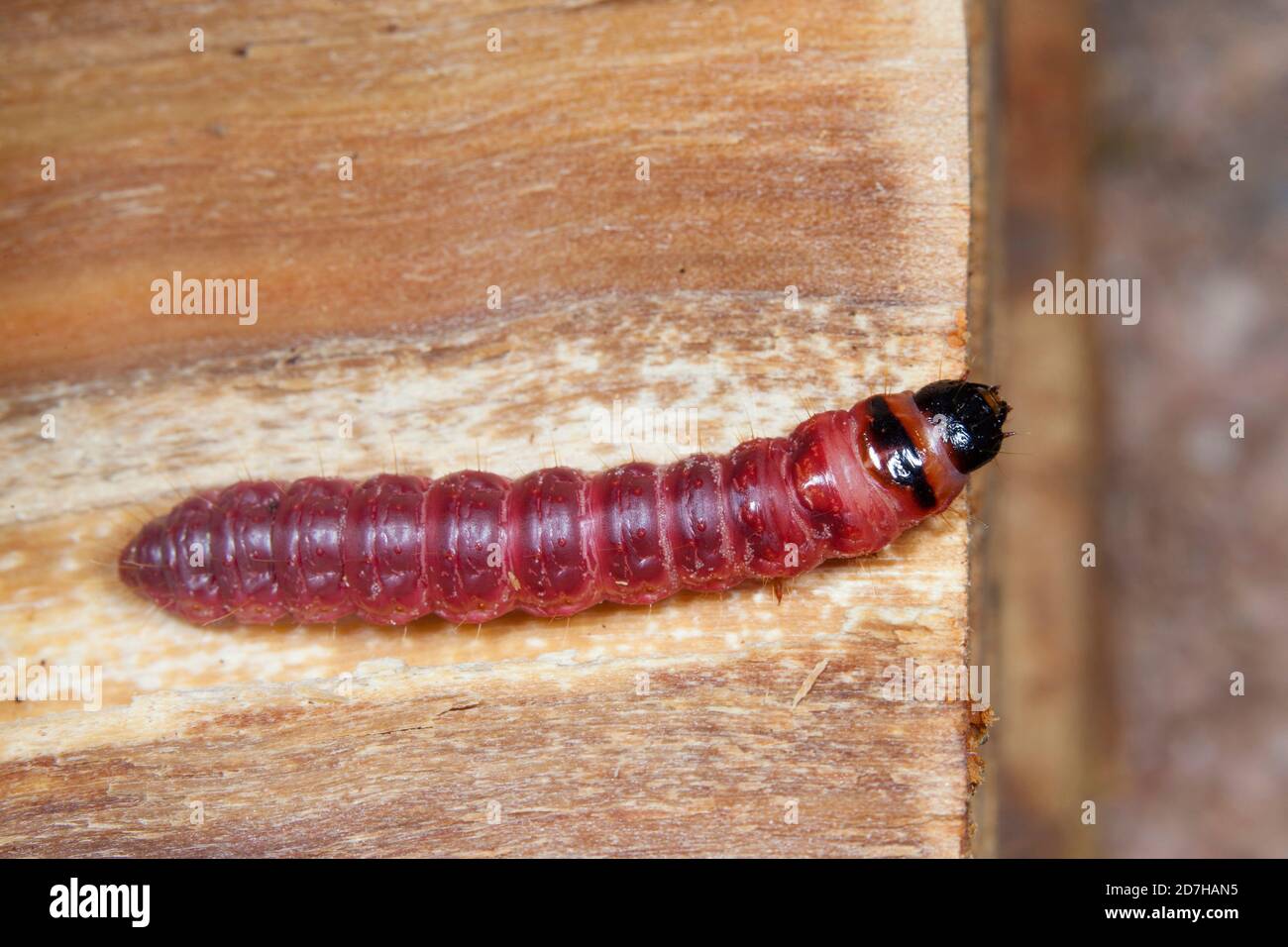 Insects eating wood hires stock photography and images Alamy