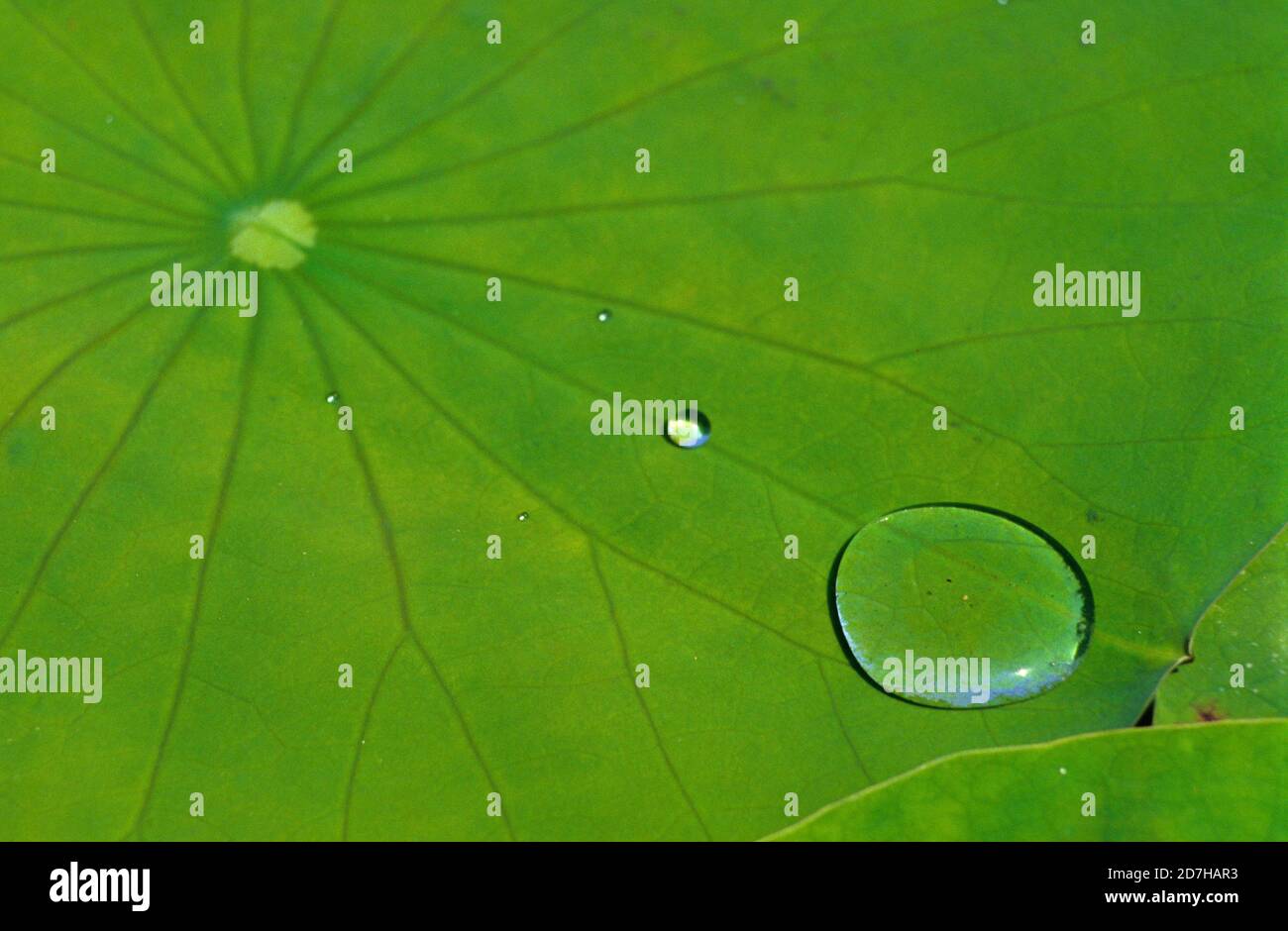 Dew drops on Water lily (Nymphaea sp) leaf Stock Photo
