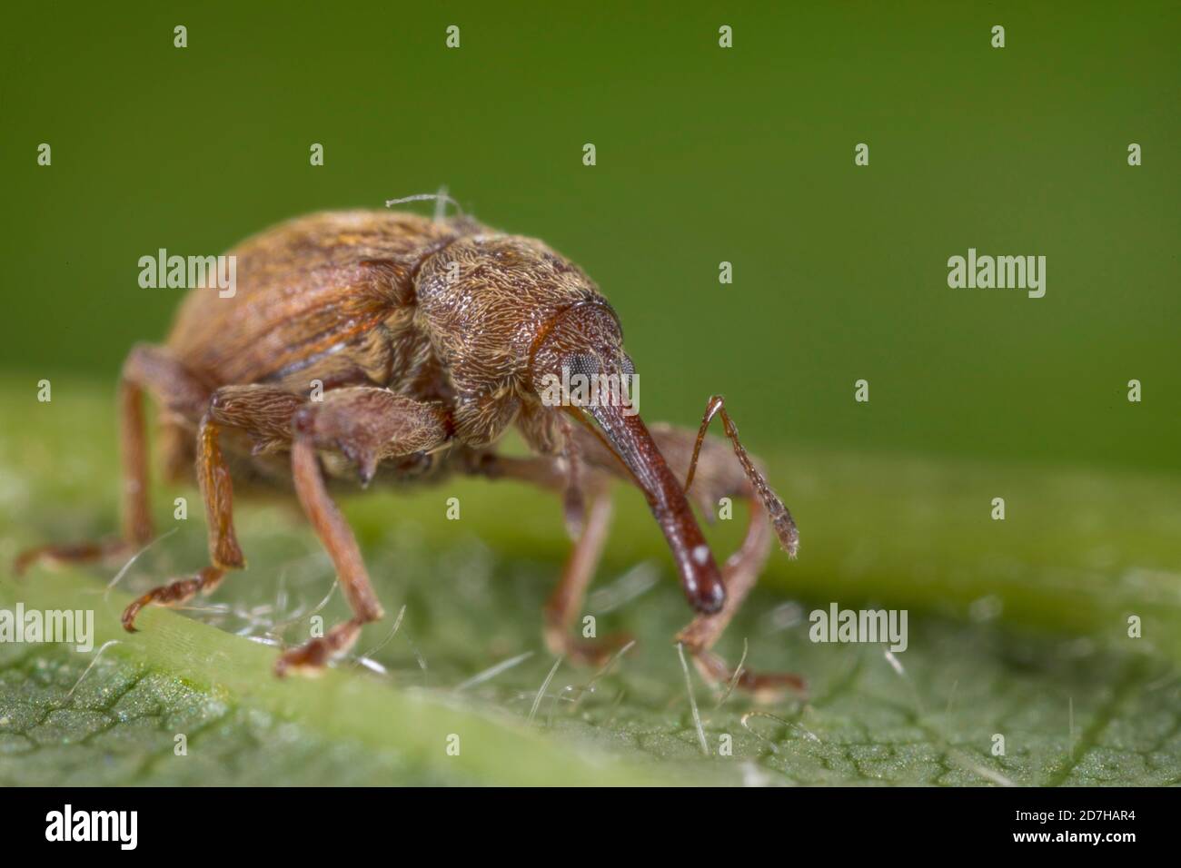snout beetle (Anthonomus pinivorax), sits on a leaf, Germany Stock Photo