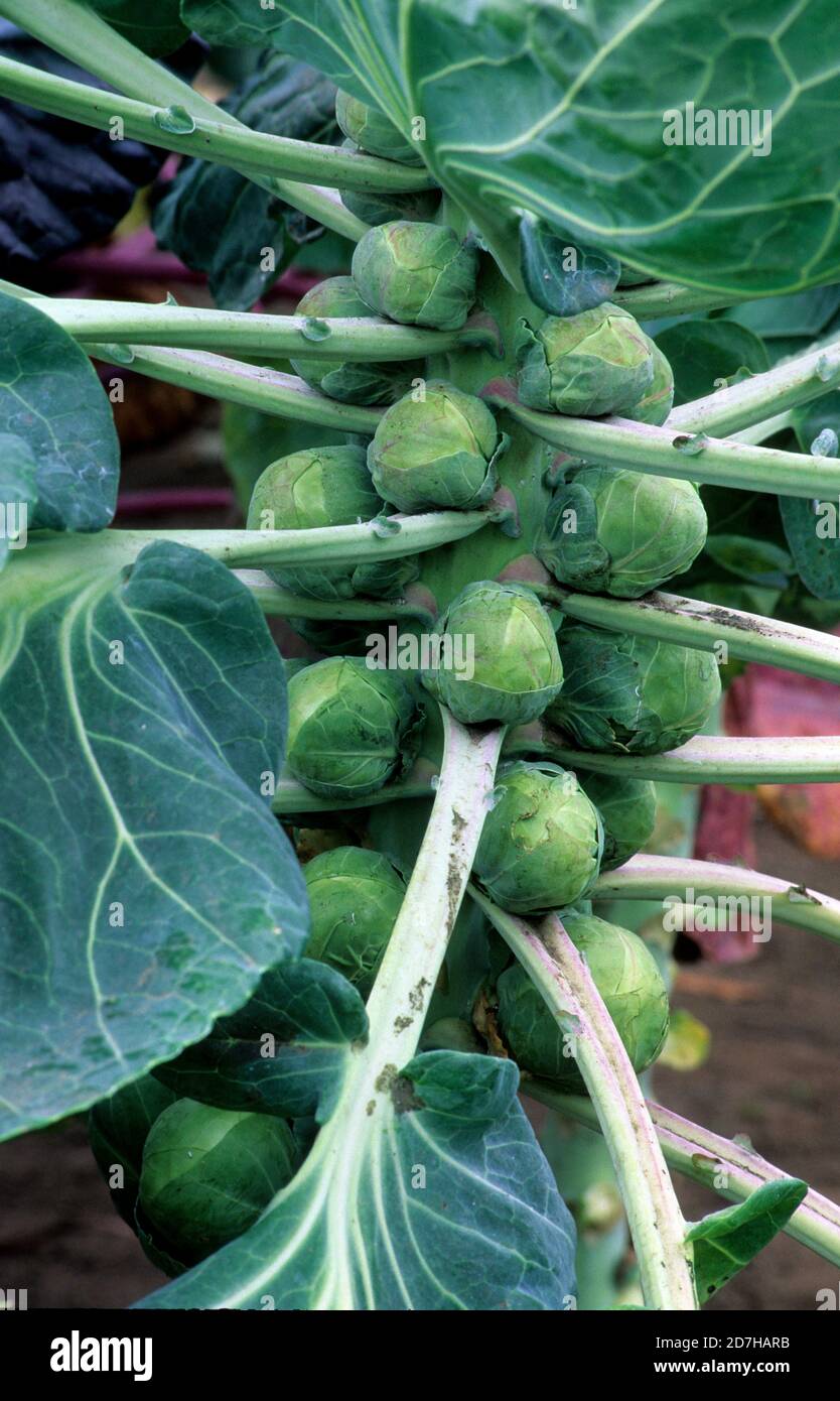 Brussels sprouts (Brassica oleracea var. Gemmifera), vegetable Stock Photo