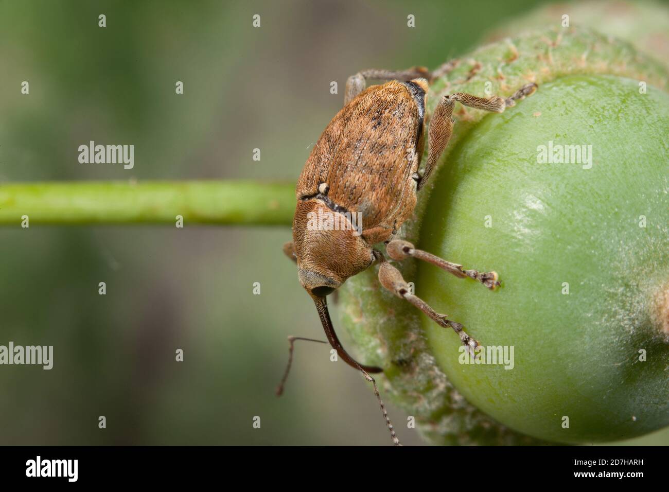 weevil (Curculio venosus), sits on an acorn, Germany Stock Photo