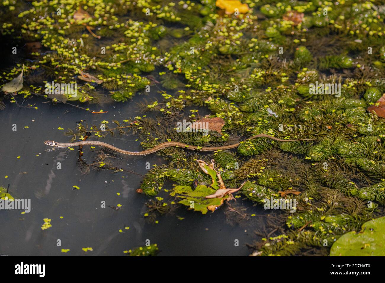 grass snake (Natrix natrix), swimming over the pond with dense hornwort population, Germany, Bavaria Stock Photo