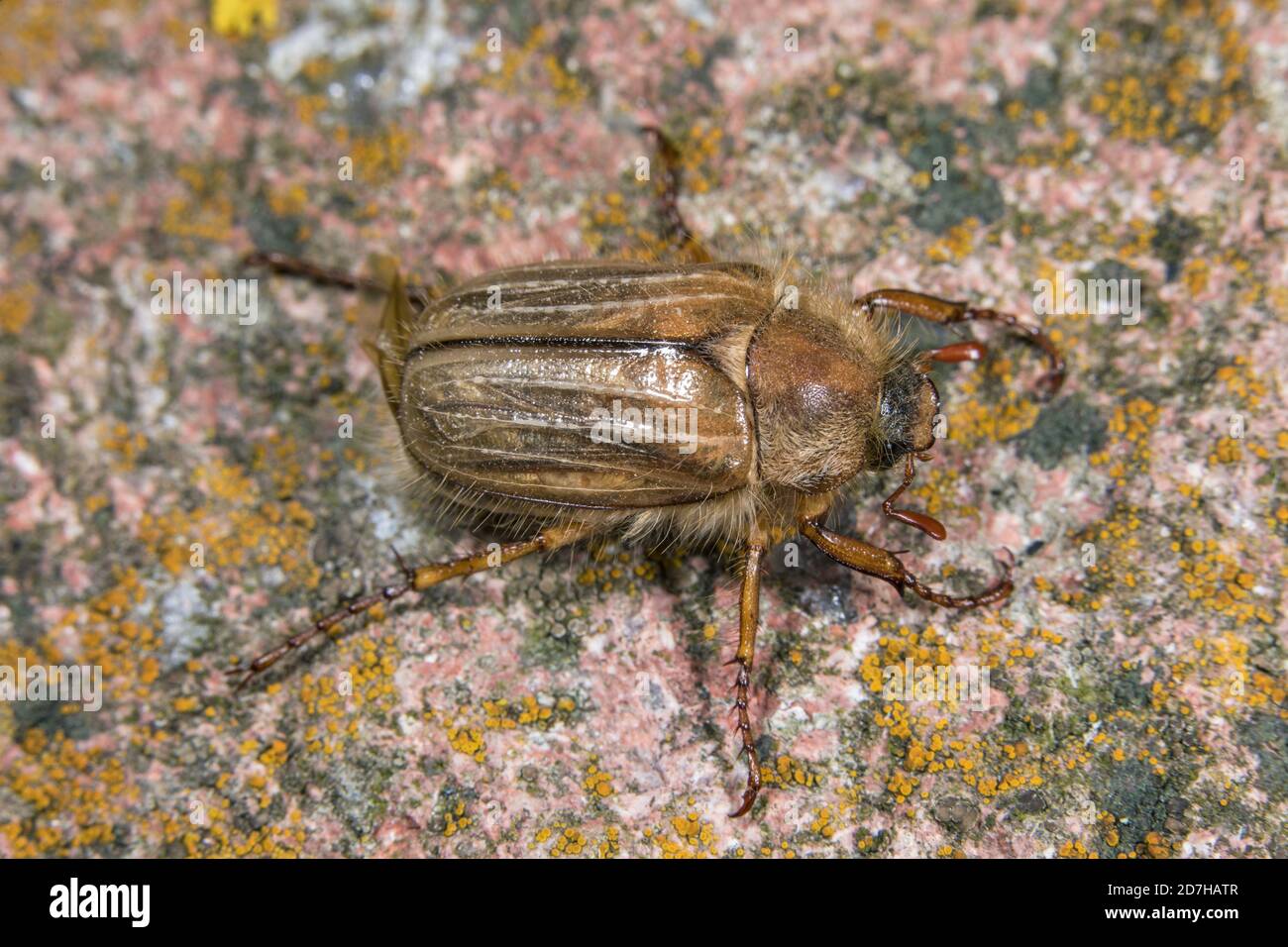 Summer chafer (Amphimallon solstitiale, Rhizotragus solstitialis), sits on a stone, Germany Stock Photo