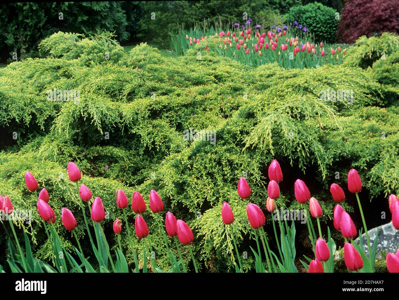 Creeping yellow juniper (Juniperus x media) 'Old Gold' and Tulips