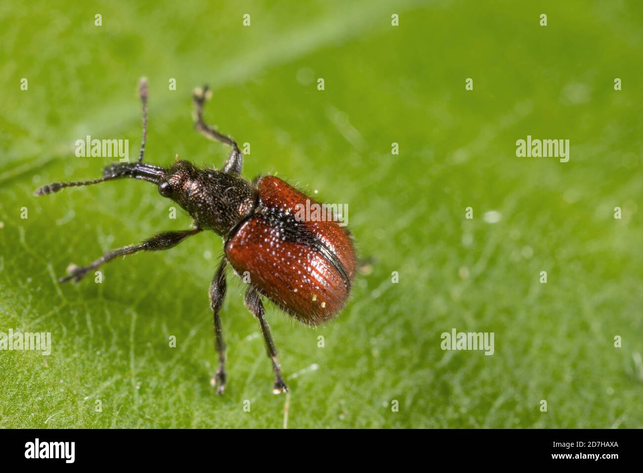 Apple fruit rhynchites, Apple Fruit Weevil, Apple and thorn fruit weevil (Tatianaerhynchites aequatus, Coenorhinus aequatus, Rhynchites aequatus, Stock Photo