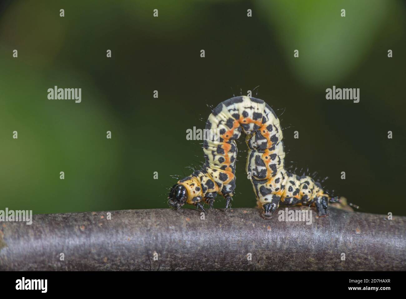 Magpie moth, Currant moth (Abraxas grossulariata), caterpillar on a branch, side view, Germany Stock Photo