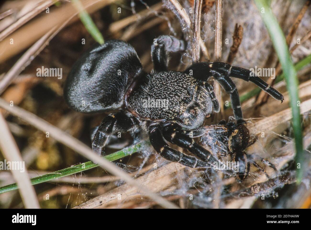 Red Ladybird spider (Eresus sandaliatus), female feeding her young