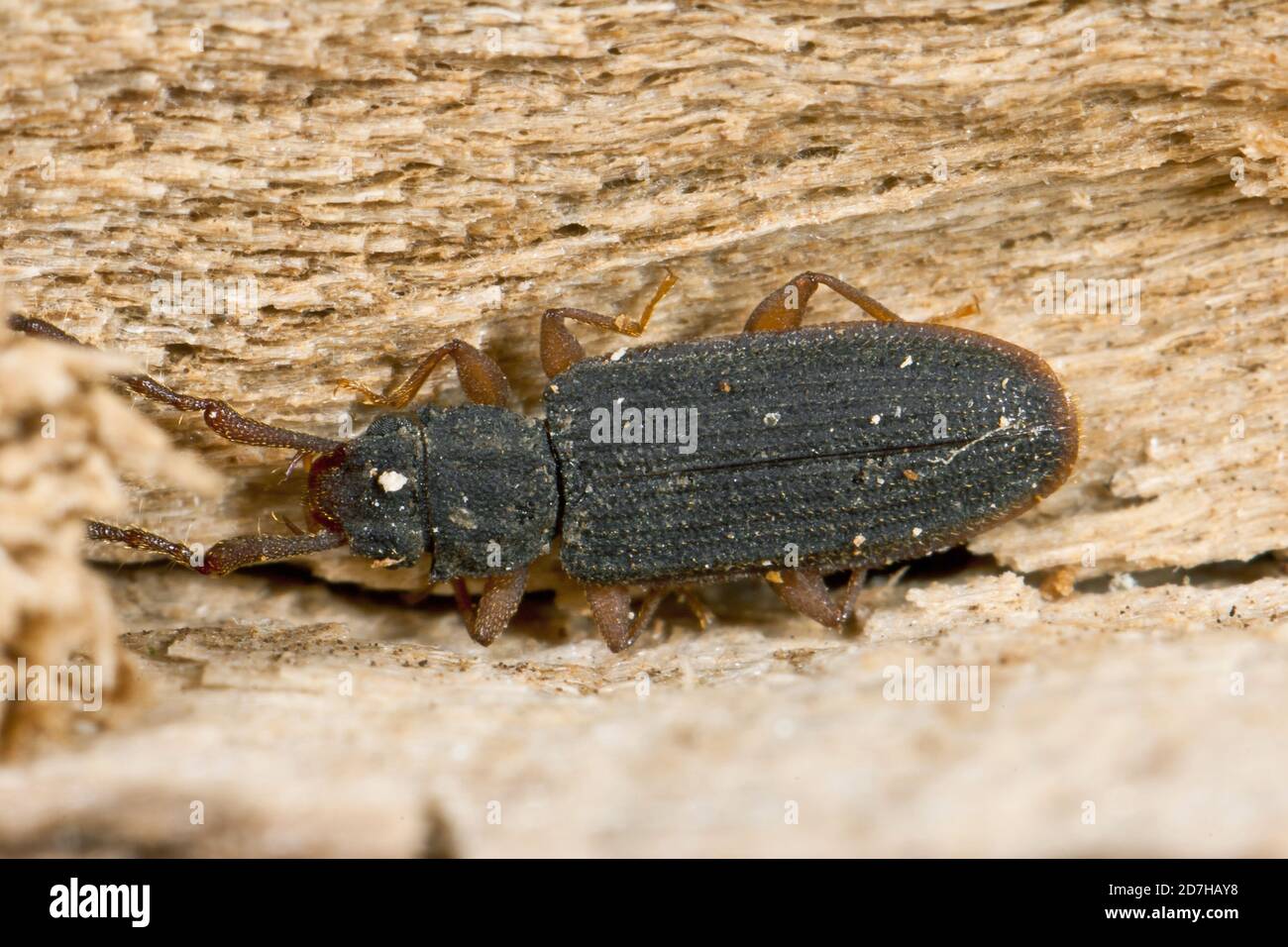 Flat bark beetle (Uleiota planata), sits on wood, Germany Stock Photo