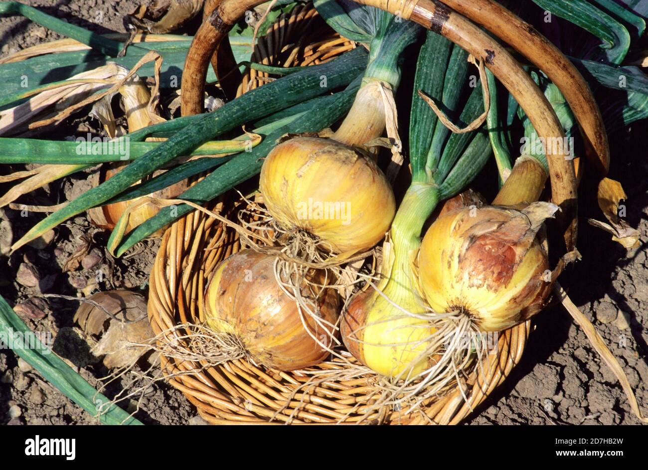 Yellow onion 'De Mulhouse' (Allium cepa) Stock Photo