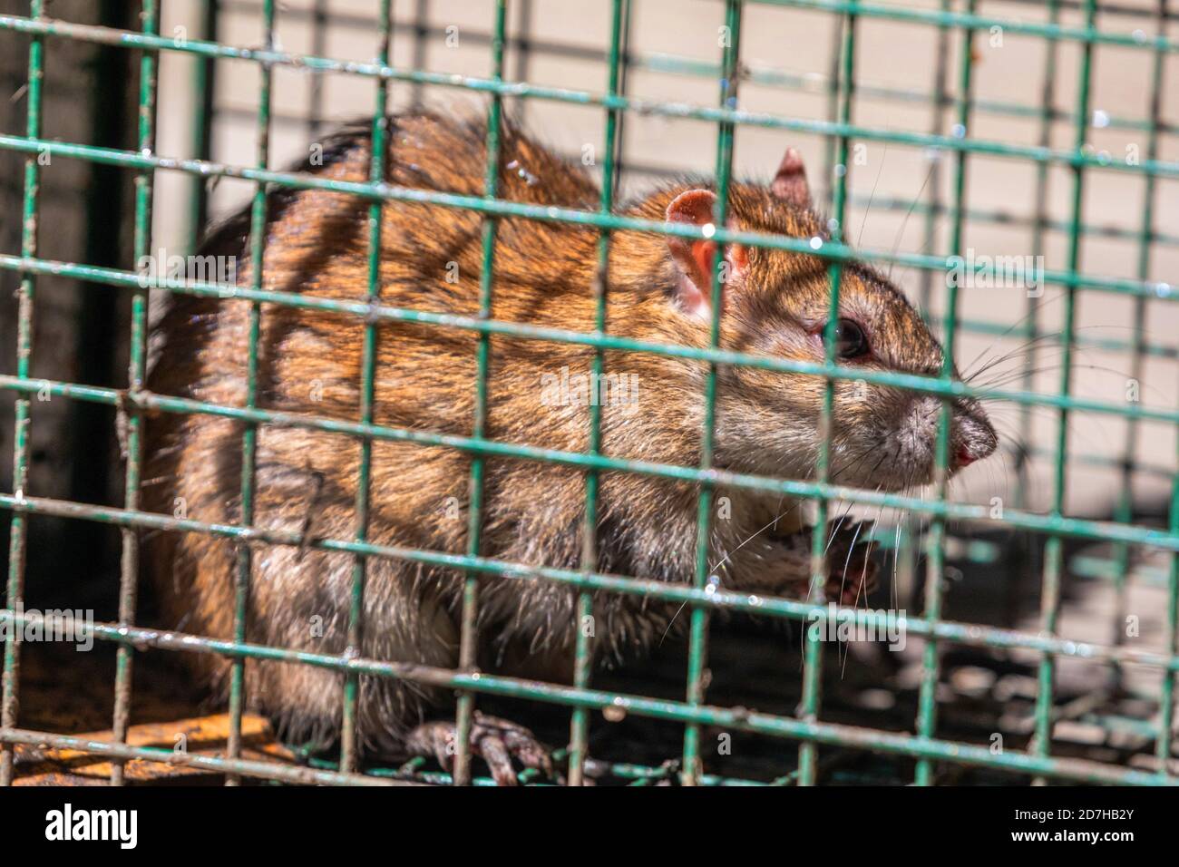Brown rat, Common brown rat, Norway rat, Common rat (Rattus norvegicus), caught in a live trap, Germany, Bavaria Stock Photo