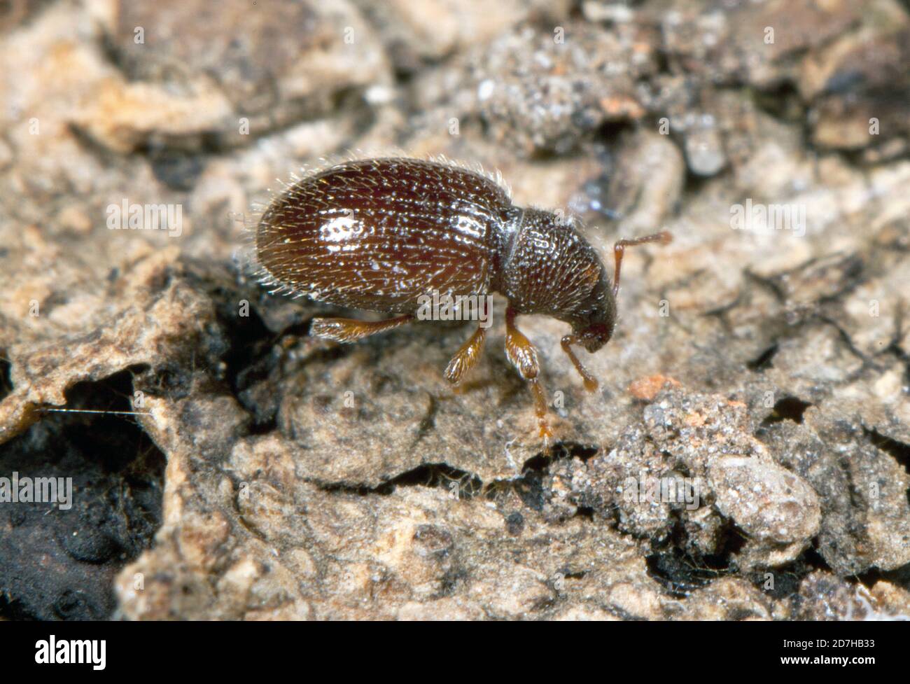 weevil (Barypeithes pellucidus, Exomias pellucidus), on the ground, Germany Stock Photo