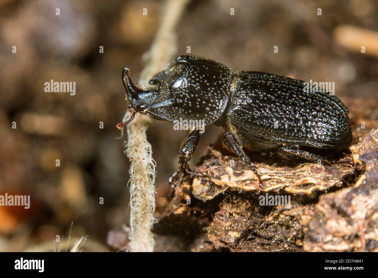 rhinoceros beetle, small European rhinoceros beetle (Sinodendron cylindricum), male, Germany Stock Photo