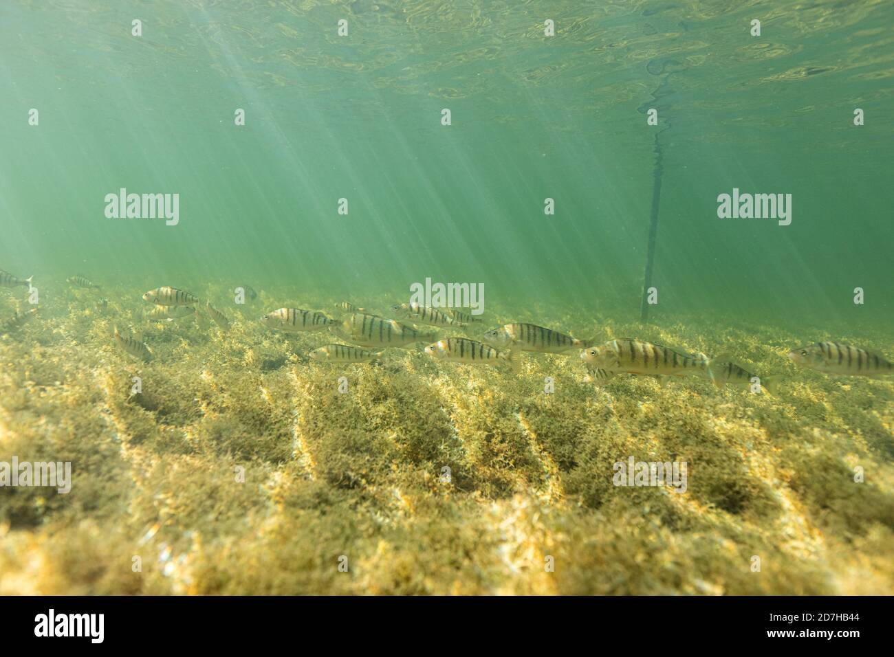 Perch, European perch, Redfin perch (Perca fluviatilis), shoal of perches over stoneworts, underwater photo, Germany, Bavaria, Lake Chiemsee Stock Photo