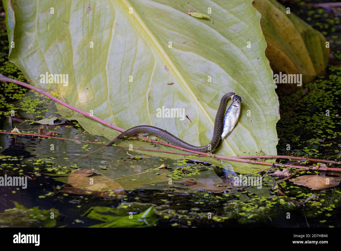 grass snake (Natrix natrix), with caught roach, Germany, Bavaria Stock Photo